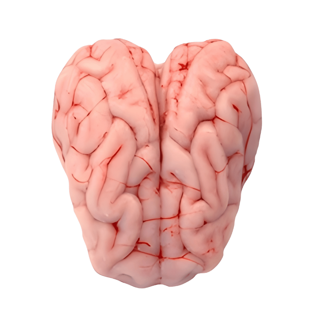 Regular Goat Brain 1 lb buy online USA - 1